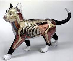 4D VISION CAT ANATOMY MODEL