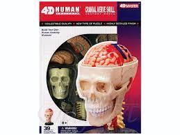 HUMAN BRAIN  4-D CRANIAL NERVE SKULL