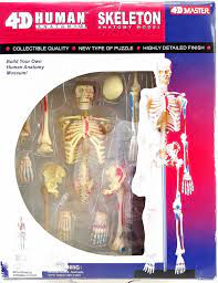 4D HUMAN SKELETON ANATOMY MODEL