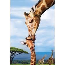 GIRAFFES  (250 PC)