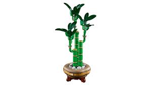 BOTANICAL COLLECTION:  LUCKY BAMBOO