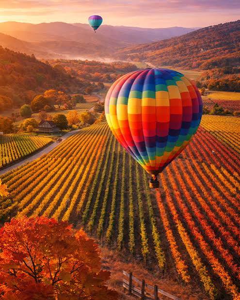 VINEYARD BALLOON (1000PC)