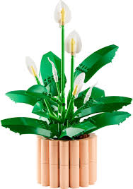 BOTANICALS: PEACE LILY