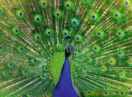 PEACOCK (500PC)