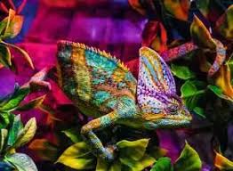 CHAMELEON (500PC)