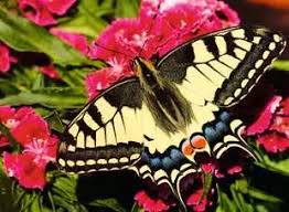 BUTTERFLY (500PC)