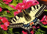 BUTTERFLY (500PC)