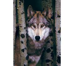 GRAY WOLF (1000 PC)