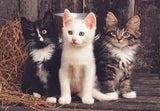 LOVELY KITTENS (300PC)