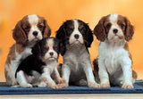 PUPPIES (300PC)