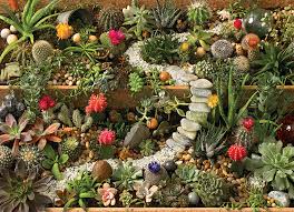 SUCCULENT GARDEN (1000PC)