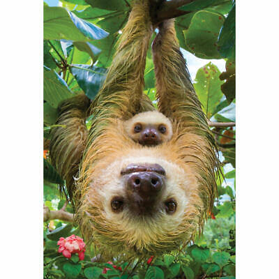 SLOTHS  (250 PC)