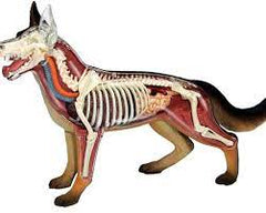 4D VISION DOG ANATOMY MODEL