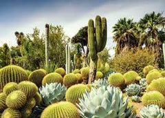 THE HUNTINGTON DESERT GARDEN, CALIFORNIA, USA (1000PC)