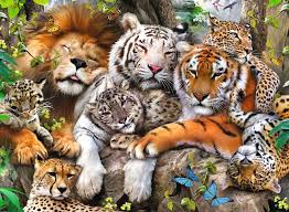 BIG CAT NAP (200XXLPC)
