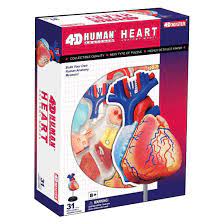 4D HUMAN HEART ANATOMY MODEL