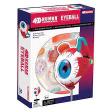 EYEBALL ANATOMY 4-D