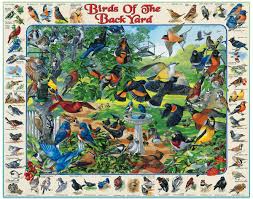 BIRDS OF THE BACKYARD (1000PC)