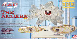 THE AMOEBA