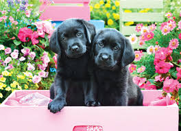 BLACK LABS IN PINK BOX (500 PC)